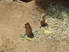 Meerkats