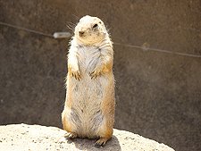 Meerkat