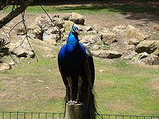 A proud peakcock