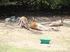Kangaroos