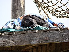Sleeping gorilla
