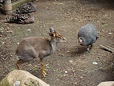 Dik-Dik and a bird
