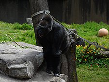 Gorilla