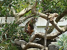 monkey in the trees...