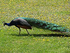 Peacock