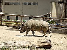 Rhino