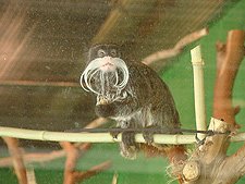 cute mokey with a mustache