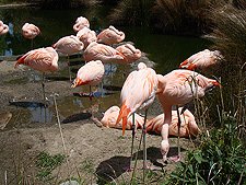Flamingos