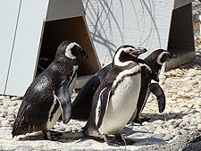 Penguins