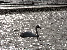 swan