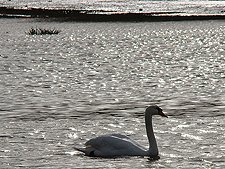 swan