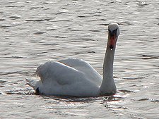 swan