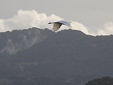 Egret