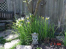 Irises in bloom