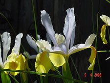 Irises