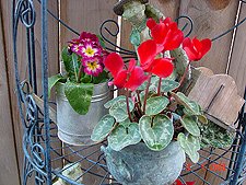 Cyclamen