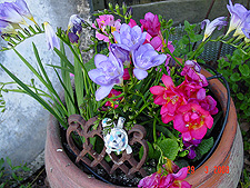 Freesia and Primrose