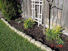 New Yellow Broom and Meditteranian Heather