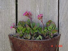 More new succulents in wall planter!