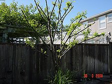 Plum tree