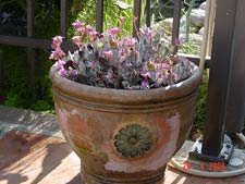 Pretty new succulent