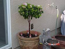 Re-potted the Azalea outside