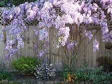 Wisteria
