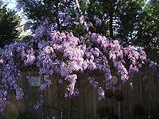 Wisteria