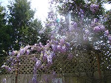 Wisteria