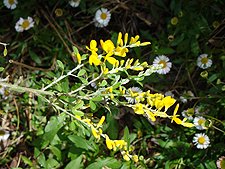 Yellow Broom