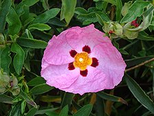 Rock Rose