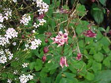 Breath of Heaven and Columbine in the background