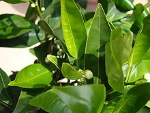 Orange blossoms starting