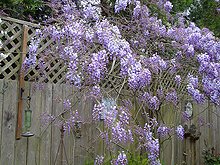 Wisteria