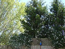Trees on the back fence