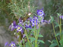 Pretty purple Columbine