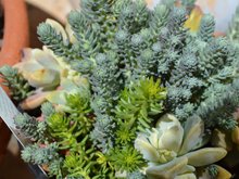 Succulents