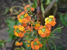 pretty orange flowers