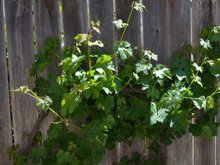 Grapes starting to grow!