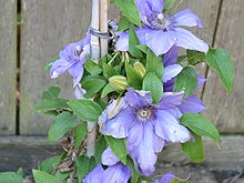 Clematis