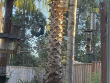 squirrel box