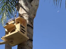 squirrel box