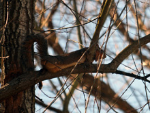 squirrels