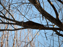 squirrels