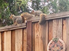 squirrels