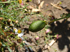 Tiny new lime