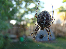 Hunter didn't like this guy hanging around outside the trampoline.