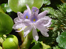 Water Hyacinth