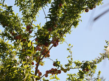 plums