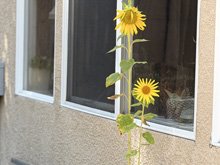 summer